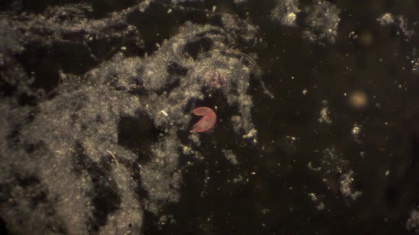 Microscopisch Blepharisma Bewegen Het Gebruik Van Cilia — Stockvideo