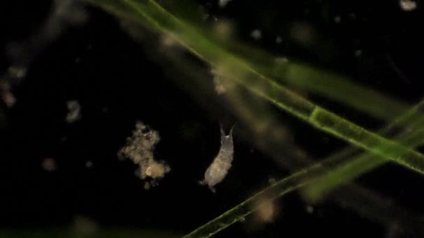 Mikroskobik Bir Kopepod Beslenir — Stok video