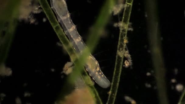 Microscopico Anellide Segmentato Stylaria — Video Stock