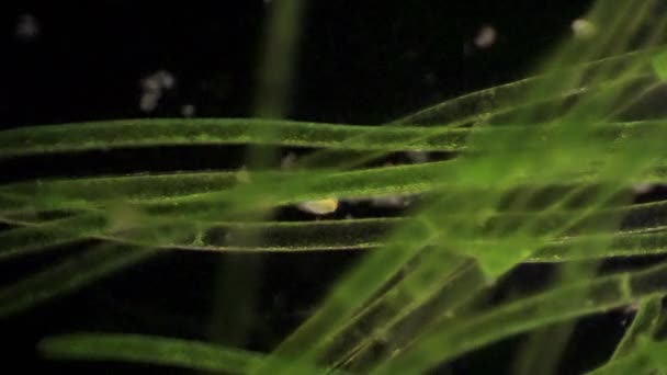 Protistas Microscópicos Alimentan Entre Filamentos Algas — Vídeos de Stock