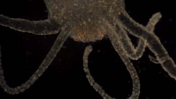 현미경으로 수있는 하이드라는 촉수를 움직여 먹이를 잡는다 — 비디오