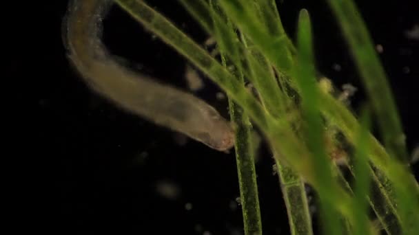 Mikroskopijne Chironomidae Midge Fly Larva Karmią Się Roślinami Wodnymi — Wideo stockowe