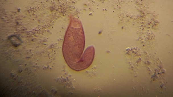 Microscopisch Blepharisma Bewegen Het Gebruik Van Cilia — Stockvideo