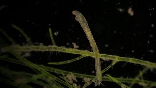 Mikroskopisch Kleine Chironomidae Mückenfliegenlarve Ernährt Sich Inmitten Von Wasserpflanzen — Stockvideo