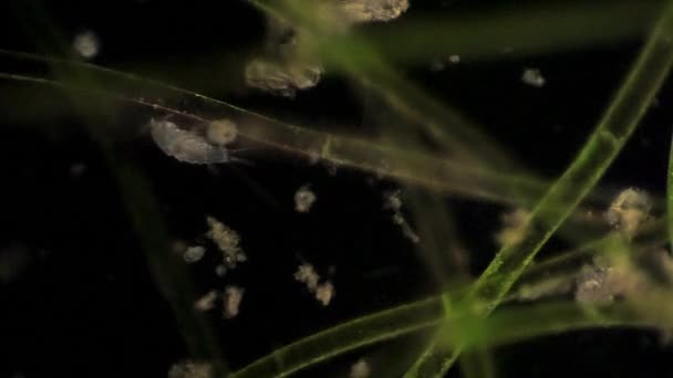 Mikroskopijny Copepod Zasila — Wideo stockowe