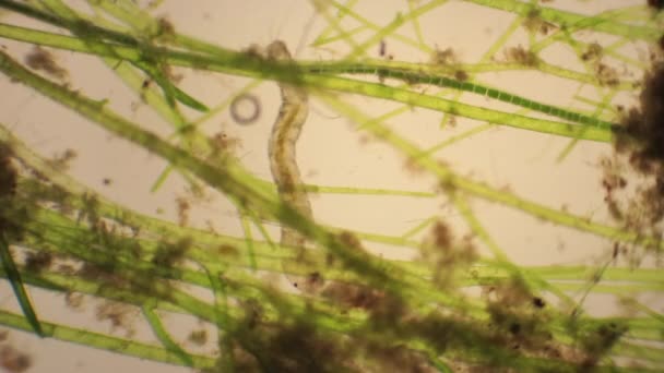 Microscopic Chironomidae Midge Fly Larva Feeds Aquatic Plants View Switches — Stock Video