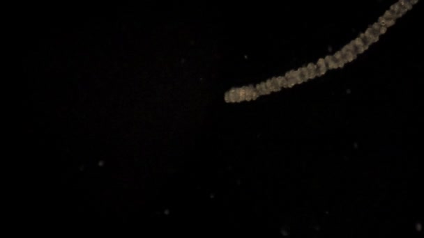 Tentáculo Una Hidra Microscópica Extiende — Vídeos de Stock