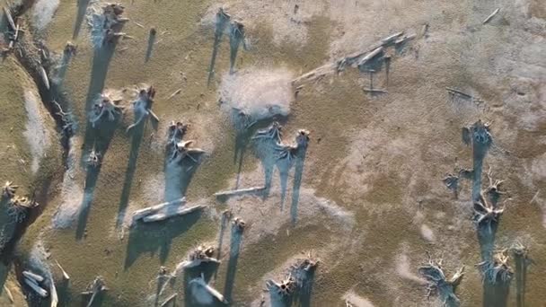 接近夏末时在美国华盛顿州的奥尔德湖上空拍摄的无人驾驶飞机镜头 在这里 我们看到了一个干涸的湖床 上面有一些树桩 这些树桩是从该地区被洪水冲刷到下游大坝的时候开始形成的 — 图库视频影像