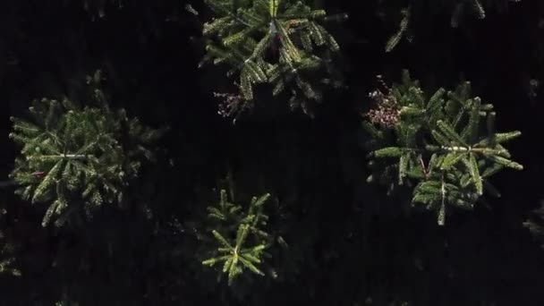 Draaiend Neerwaarts Schot Boven Kerstbomen — Stockvideo