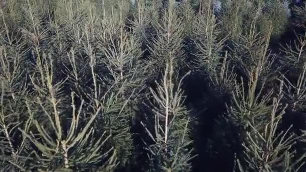 Aérien Avançant Dessus Des Arbres Noël — Video