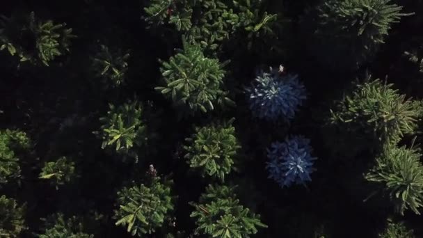 Aerial Ascending Shot Christmas Trees — Video