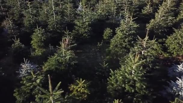 Aerial Rotating Shot Christmas Trees — Video