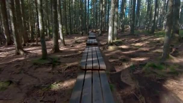 Randonnée Travers Les Bois Sur Passerelle Sentier Travers Forêt Vue — Video