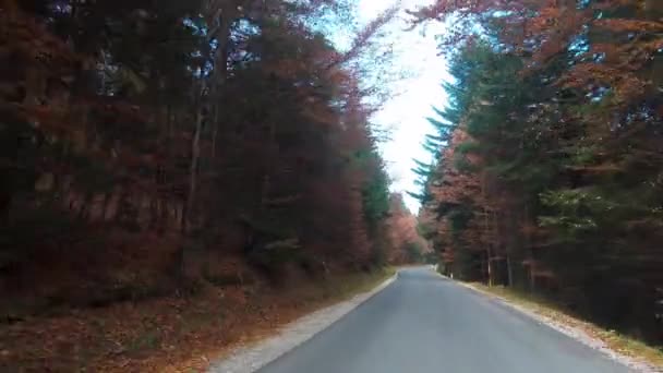 Kör Genom Skogen Hösten Falla Lövverk Vildmark Och Outback Körning — Stockvideo