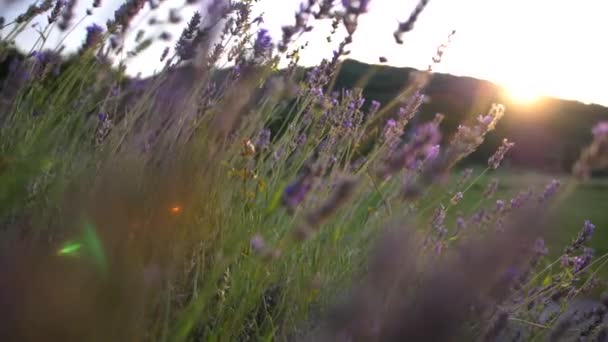 Camera Moving Lavender Lavender Field Sunlight Beautiful Bokeh Flare Lavender — 비디오