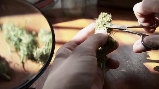 Hands Trimming Bud Table Still Composition Magnifier — Stock videók