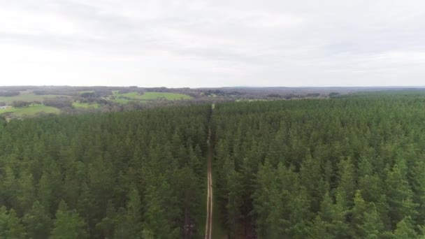 在澳大利亚南部的阿德莱德 在一棵高耸的松树上飞翔 — 图库视频影像