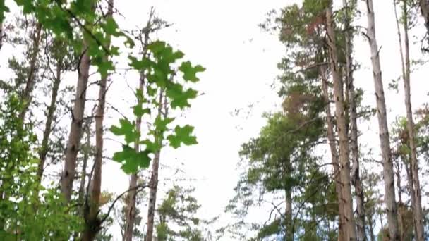 Tilting Bright Cloudy Sky Treetops Woman Walking Green Grassy Forest — Stock Video