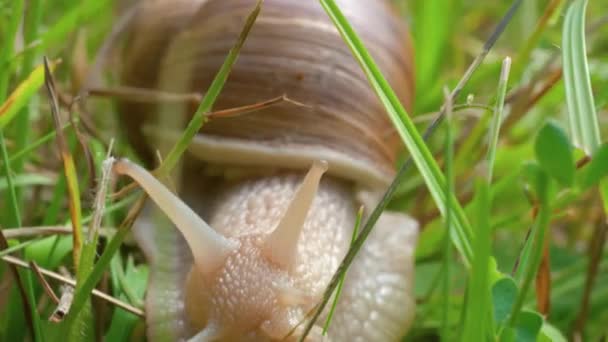 Tiro Macro Caracol Branco Rastejando Lentamente Direção Câmera Através Lâminas — Vídeo de Stock