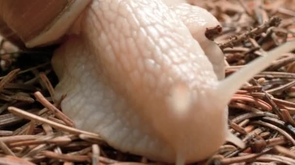 Close Shot Snail Crawling Forest Floor Detailed Skin Texture Shell — Stock Video