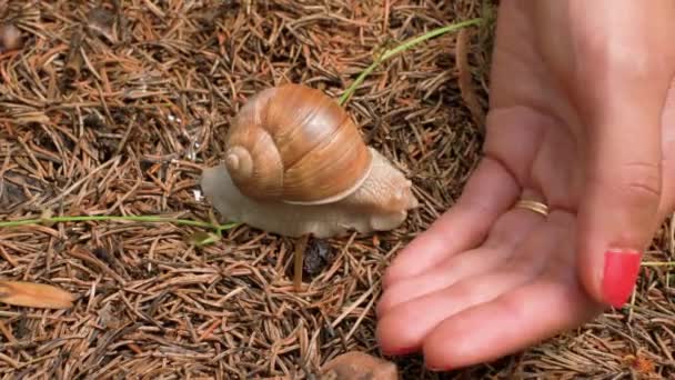 Woman Picking Shy Snail Placing Her Hand Forest Floor Pine — Stockvideo