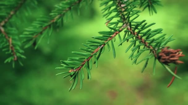 Fókusz Húzza Makró Fenyő Egy Gyönyörű Sétál Zöld Erdőben — Stock videók