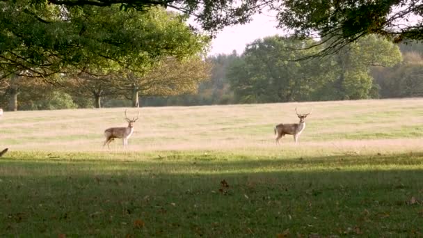 Dois Stags Com Grandes Chifres Enfrentam Câmera Seguida Caminham Para — Vídeo de Stock