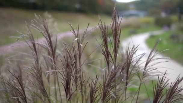 High Grass Stems Waving Wind — ストック動画