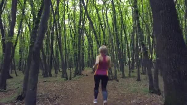 Pov Wandering Walking Forest Path Vast Pine Green Tree Trunk — Stock Video