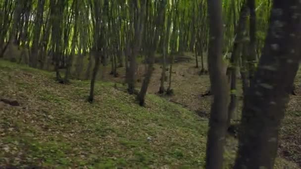 Wandern Durch Den Waldweg Einem Riesigen Kieferngrünen Baumstamm Pov Wandern — Stockvideo