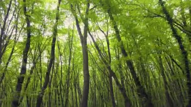 Camminando Attraverso Sentiero Forestale Nel Vasto Tronco Pino Verde Pov — Video Stock