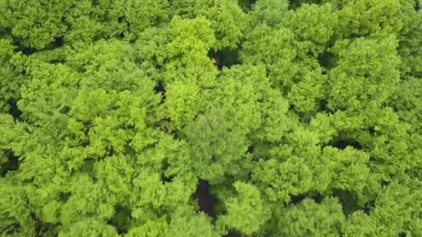 Very Dense Mixed Green Forest View Aerial Footage Spaces Very — Vídeo de stock