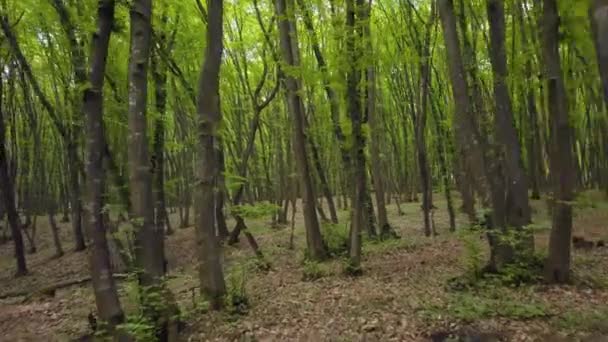 Procházka Lesem Stezka Obrovské Borovice Zelený Kmen Pov Toulky Lesní — Stock video