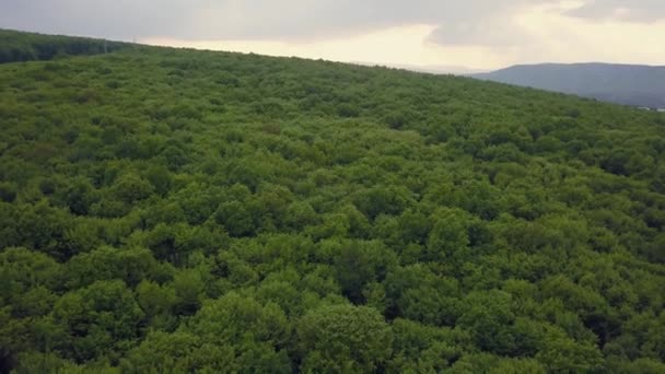 Very Dense Mixed Green Forest View Aerial Footage Spaces Very — Vídeo de Stock