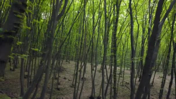 Wandern Durch Den Waldweg Einem Riesigen Kieferngrünen Baumstamm Pov Wandern — Stockvideo