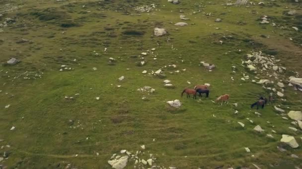 Draaiend Schot Rond Paarden Die Zich Voeden Een Heuvel Naast — Stockvideo