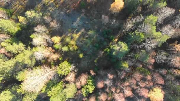 Drone Footage Top View Colourful Autumn Forest Filmed Realtime — Vídeo de Stock