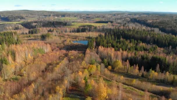 Drone Footage Flying Colourful Autumn Forest Small Lake Filmed Realtime — Vídeo de Stock