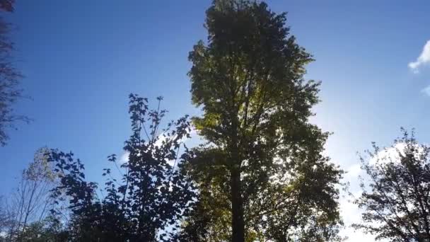 Άνεμος Ουρανός Ημέρας Δέντρα Λικνίζονται Στον Άνεμο Καθώς Λιακάδα Περνάει — Αρχείο Βίντεο