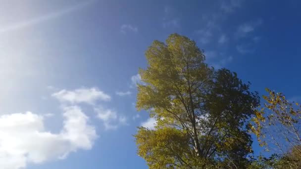 風の強い日に揺れる木の上を白い雲が通り過ぎる 特徴青い空 — ストック動画