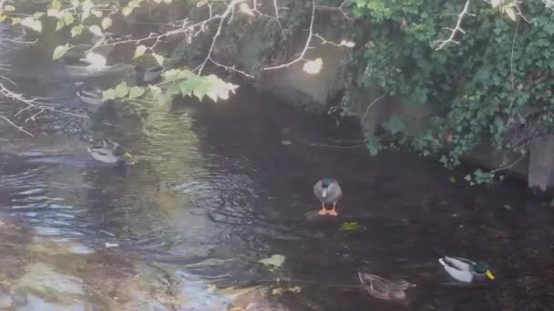 Ducks Floating River Stour River Runs Canterbury Male Female Mallards — Stock Video