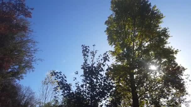 Δέντρα Στον Άνεμο Τον Ήλιο Από Πίσω Ήλιος Διαπερνά Φύλλα — Αρχείο Βίντεο