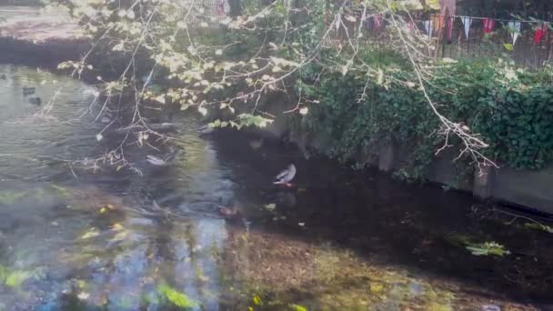 Kachny Řece Stour Městě Canterbury Kentu Britský Říční Pták Plovoucí — Stock video