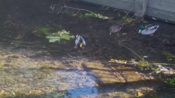 Eenden Aan Het Wassen Rivier Deze Eenden Wassen Zich Stour — Stockvideo