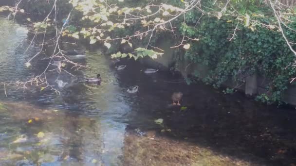 Male Female Mallards Floating River Stour Canterbury Kent — Stock Video