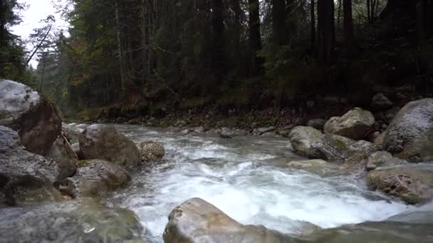 Temiz Suyu Olan Küçük Bir Dağ Deresi Alpler Içinde Ormandan — Stok video