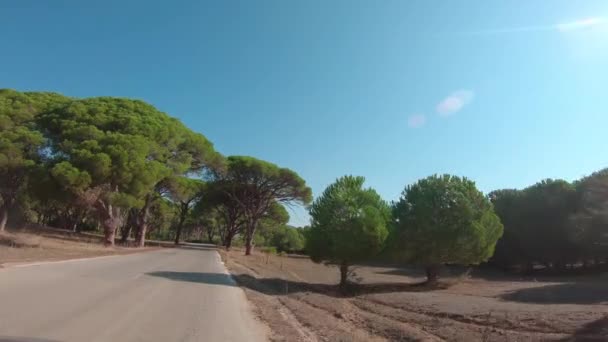 Driving Country Road Strofilia Forest Peloponnese South Western Greece Approaching — Stok video