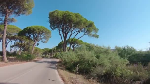 Driving Country Road Strofilia Forest Peloponnese South Western Greece Approaching — Stock video