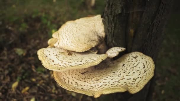 Mushroom Grown Tree — Stok video