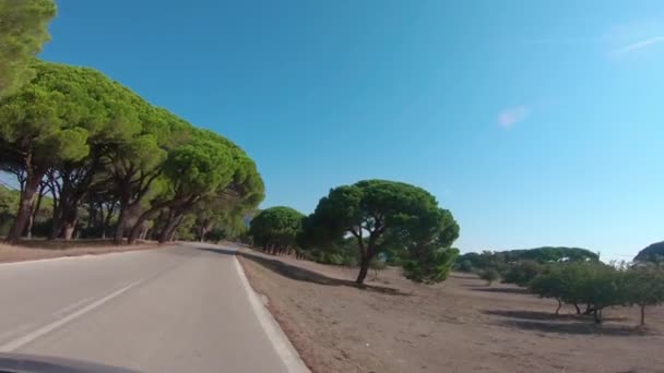 Driving Country Road Strofilia Forest Peloponnese South Western Greece Approaching — Stockvideo